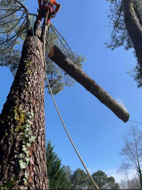 L'harmonie entre l'homme et l'arbre