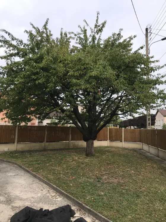Détail de taille raisonnée sur un arbre de parc