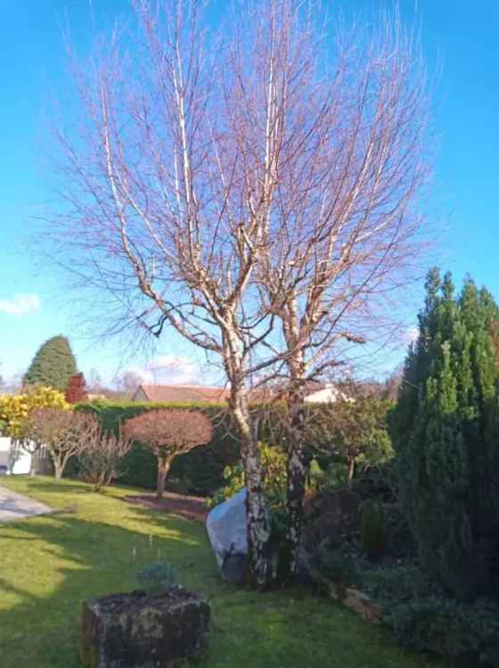 Plantation de sujets d'exception dans un parc privé