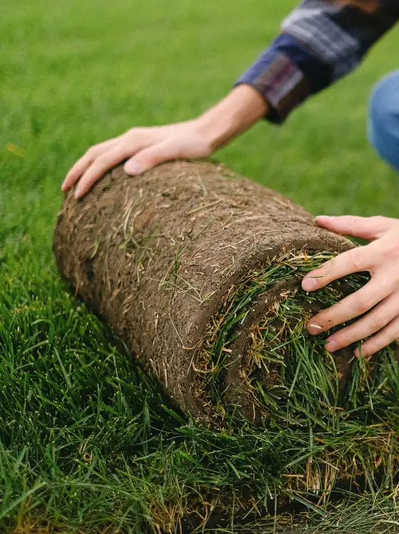 Pose de gazon en rouleaux professionnel