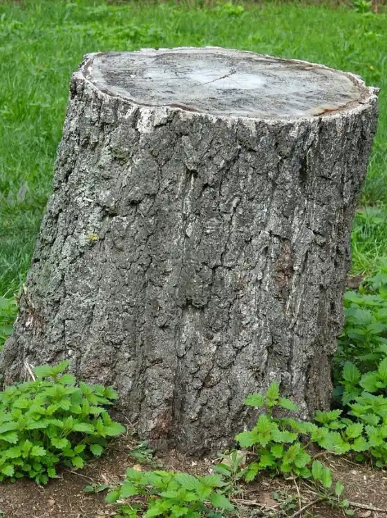 souche apres élagage